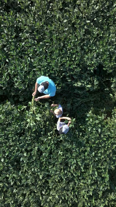 home-coop-aerial-family-field