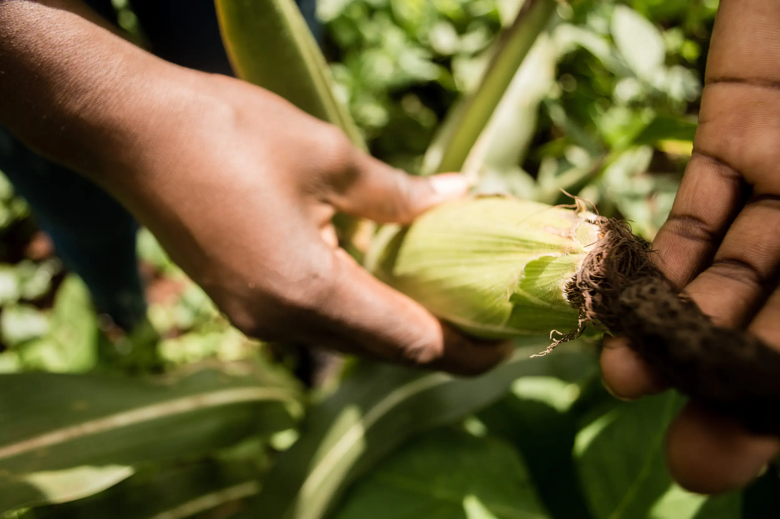 our-impact-global-impact-corn-husk